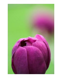Purple magnolia flower