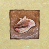 Conch Shell
