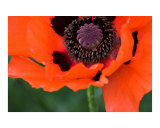 Bright red poppy flower