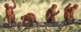 Monkey Time I