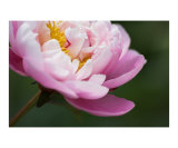 Pretty pink peony flower