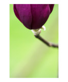 Abstract purple magonolia flower