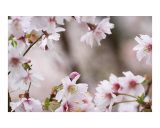 Beautiful pink blossom flower on tree