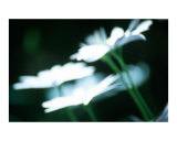 White daisies on black background