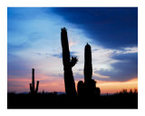 Saguaro Sunset