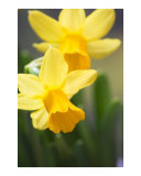 Yellow narcissus daffodil flowers