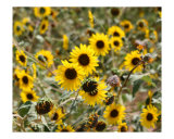 Bright Yellow Wild Flowers 2