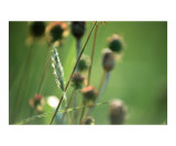 Lush green wild grass meadow