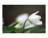 Wood anenome flower