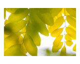 Bright yellow leaves