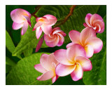 Plumeria