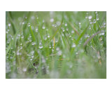 Beautiful lush grass with dew drops