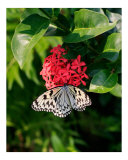 Butterfly on Red Flowers
