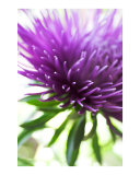 Abstract purple aster flower