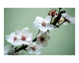 Beautiful delicate cherry blossom