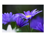 Beautiful blue daisy flower