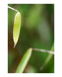 Abstract bamboo leaves