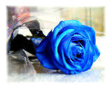 Blue roses are new to me