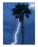 Lone Palm in Storm