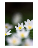 Wood anenome flowers with black background