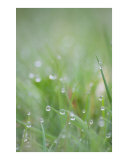 Lush green grass with dew drops