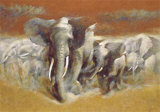 Elephants