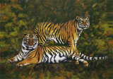 Tigers