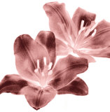 Red Lilies