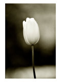 Early Morning Tulip
