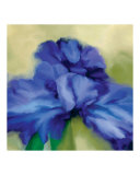Iris In Bloom