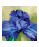 Iris In Bloom