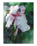 Jon's Iris