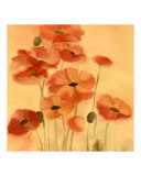Red Poppies