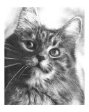 Maine Coon