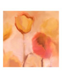 Poppies In Bloom