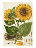 A Sunflower