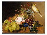 Sweet William  Forget Me Not  Convulvus and a Canary on a Ledge