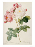 Rosa Damascena