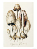 Agaricus Fimetarius (Egg Mushroom)