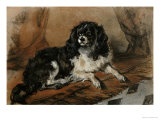 A King Charles Spaniel