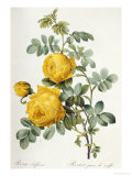 Rosa Sulfurea