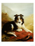 A Collie  the Guardian of the Flock  1908