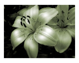 Luminous Lily