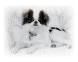 Japanese Chin puppy on White Wicker