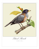 Island Thrush