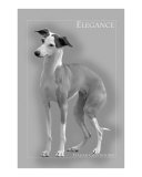 Italian Greyhound Gray Elegance