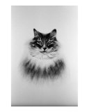 Tabby Cat