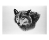 Minnesota Timber Wolf