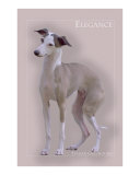 Italian Greyhound Pink Gray Elegance