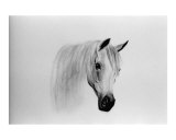 Arabian Horse